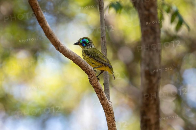 Bird, Mallet Asity (Philipitta schlegeli) in the dry forests of the Tsingy de Bemaraha National Park in western Madagascar