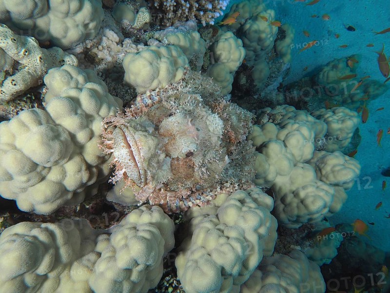 Fringed scorpionfish (Scorpaenopsis oxycephala) in perfect camouflage within a coral landscape under water, dive site House Reef, Mangrove Bay, El Quesir, Red Sea, Egypt, Africa