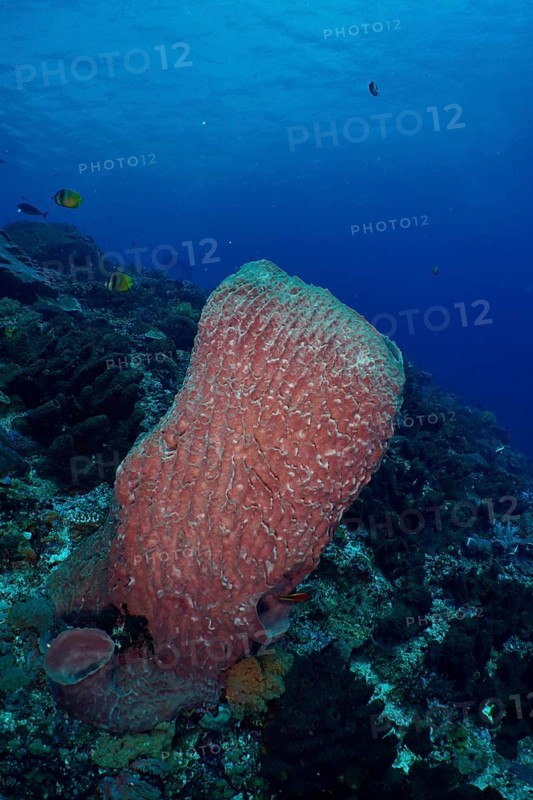 Barrel sponge, barrel sponge (Xestospongia testudinaria) protruding from the underwater vegetation, dive site SD, Nusa Ceningan, Nusa Penida, Bali, Indonesia, Asia