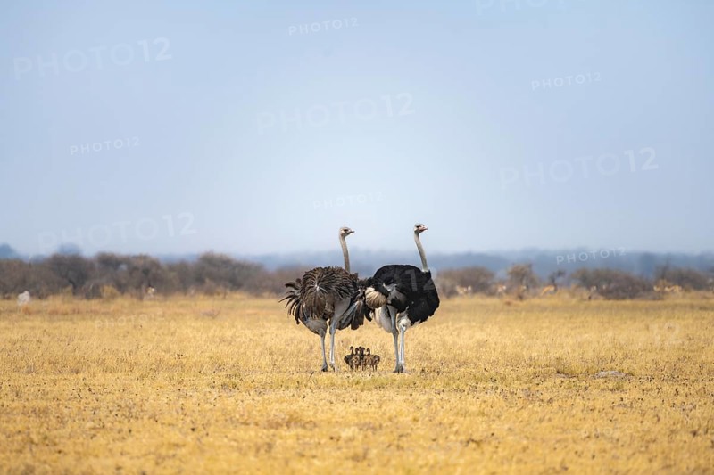 Common ostrich (Struthio camelus), adult female and male with six young, chicks, animal family, African savannah, Nxai Pan National Park, Botswana, Africa