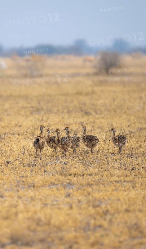 Common ostrich (Struthio camelus), six juveniles, chicks, African savannah, Nxai Pan National Park, Botswana, Africa