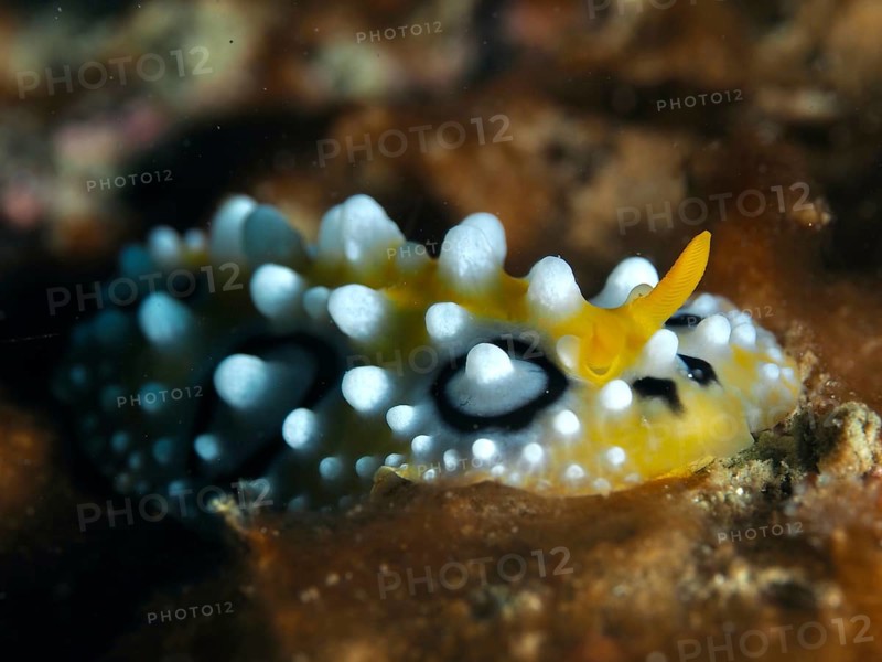 Vivid yellow nudibranch with white dots, eyespot wart slug (Phyllidia ocellata), on dark background in the sea. Dive site Prapat, Penyapangan, Bali, Indonesia, Asia