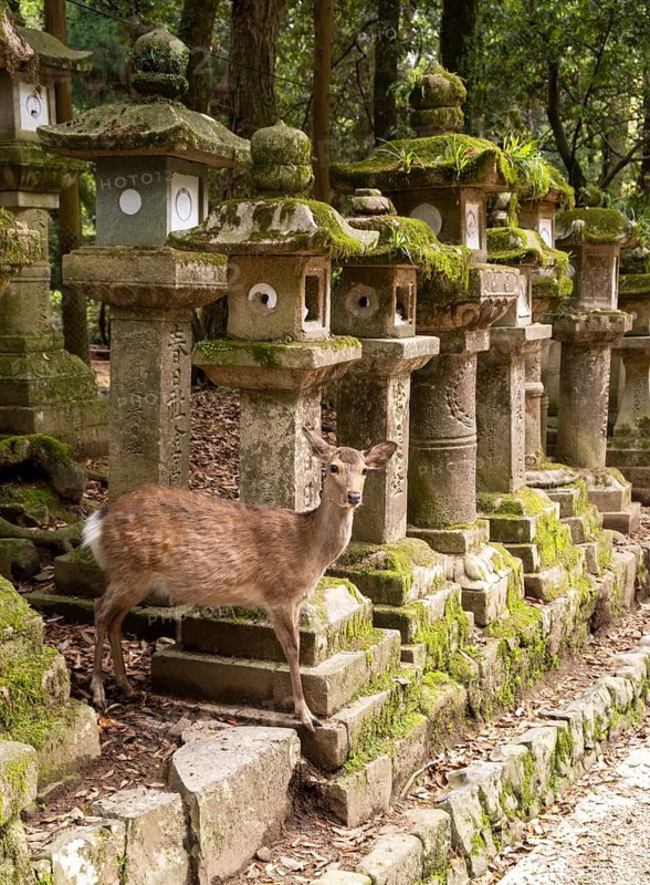 Kasuga-taisha shrine, Nara, Japan, Asia