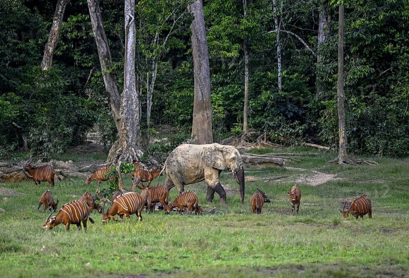 Forest elephant (Loxodonta cyclotis) and bongo antelope (Tragelaphus eurycerus) in the Dzanga Bai forest clearing, Dzanga-Ndoki National Park, Unesco World Heritage Site, Dzanga-Sangha Complex of Protected Areas (DSPAC), Sangha-Mbaéré Prefecture, Central African Republic, Africa