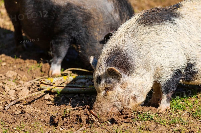 Two Minipigs, Sus scrofa domesticus, stand in a meadow, searching for food