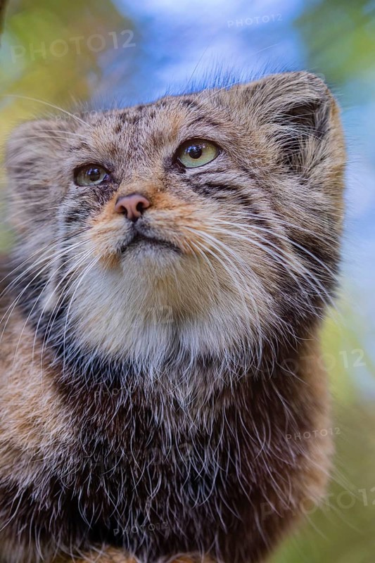 Portrait of a Pallas's cat (Otocolobus manul) or Manul. Least concern species on the IUCN Red List since 2020