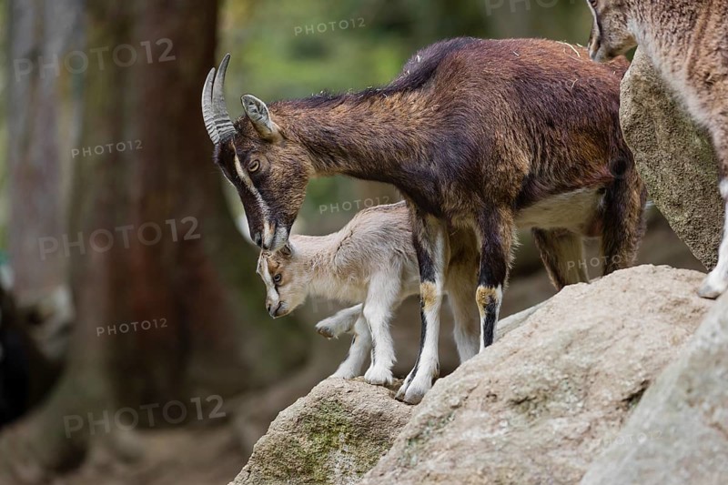 A female bezoar ibex (Capra aegagrus aegagrus) stands together with her goatling on a rock
