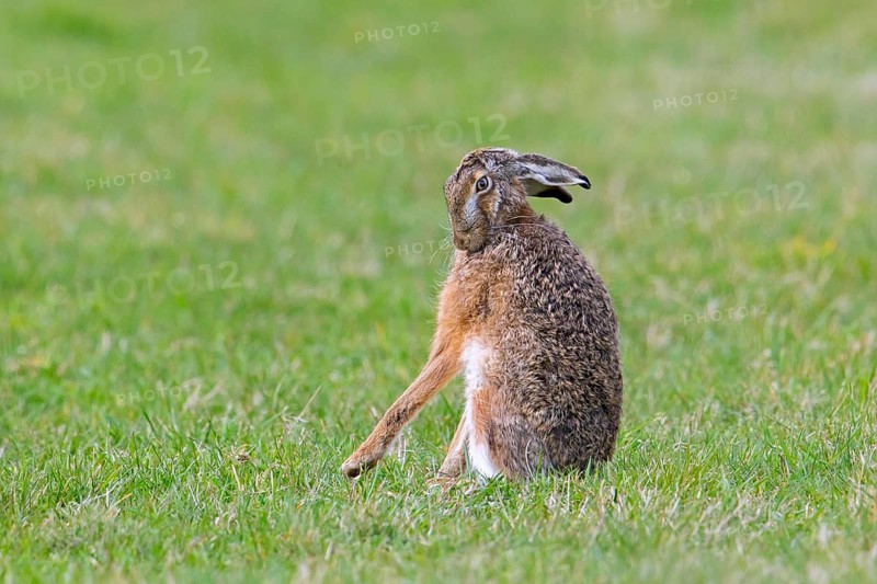 European brown hare (Lepus europaeus) grooming its fur by licking in field, grassland in spring