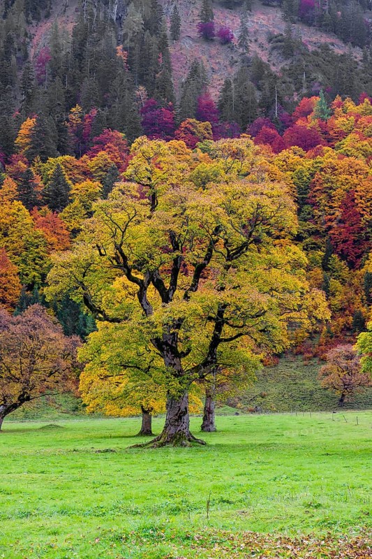 Trees with fall foliage at the Nature conservancy area Grosser Ahornboden. Sycamore maple trees, Acer pseudoplatanus, in autumn. Karwendel mountains, Tyrol, Austria, Europe