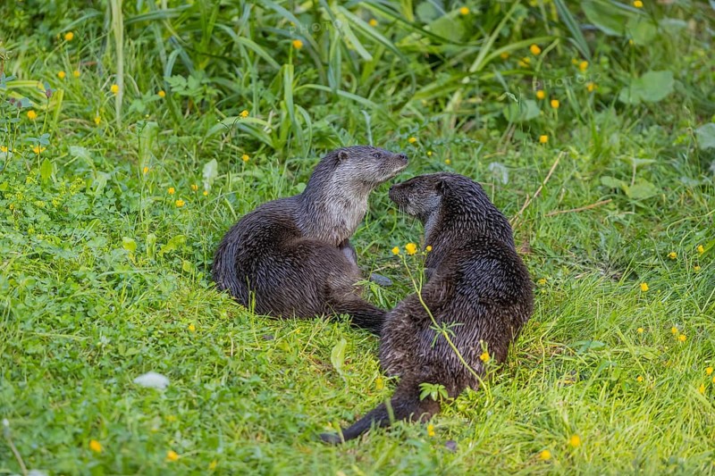 Two Eurasian otter (Lutra lutra), playing in green vegetation. Some yellow flowers (Ranunculus) around