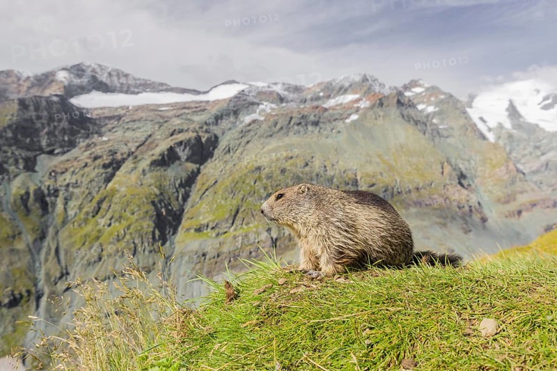 A young Alpine Marmot, Marmota marmota, rests on a grassy rim. Snow covered mountains are in the background