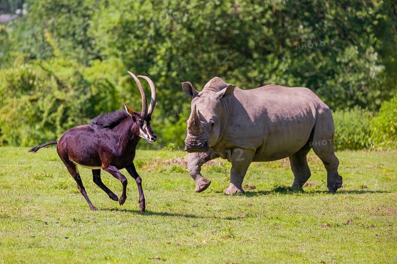 A male Sable antelope, Hippotragus niger runs across a hilly green meadow at a forest edge, passing some grazing white rhinos