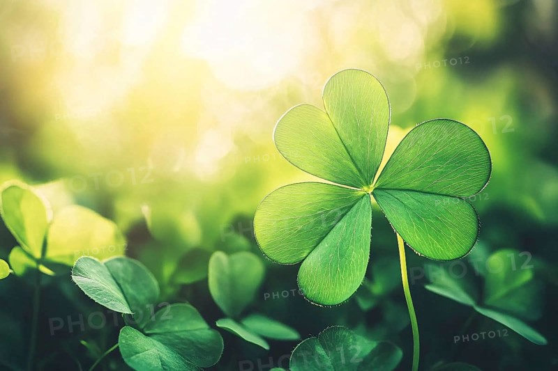 Close up of beautiful clover plant with sun in background with copy sapce. Generative AI, AI generated
