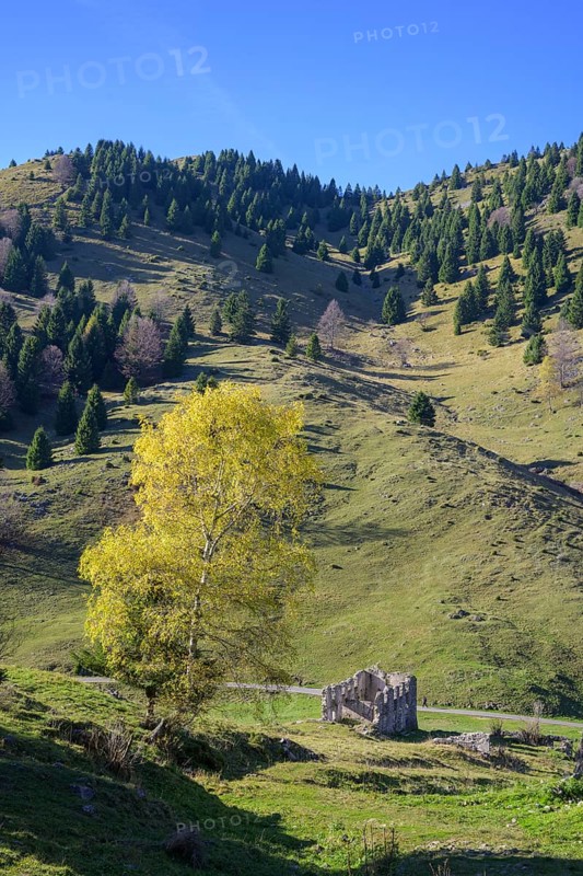Autumn coloured birch near a ruin from the 1st World War, Pieve del Grappa, Province of Treviso, Italy, Europe