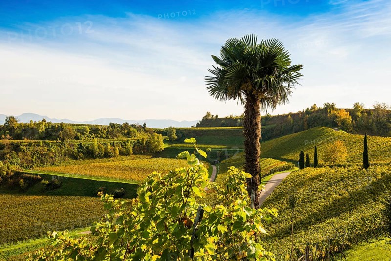 Vineyards and winery with palm trees and cypresses in autumn, Blankenhornsberg, near Ihringen, Kaiserstuhl, Baden-Württemberg, Germany, Europe