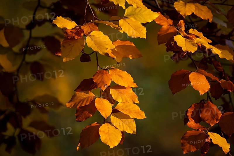 Autumn coloured beech leaves against the light, Rosensteinpark, Stuttgart, Baden-Württemberg, Germany, Europe