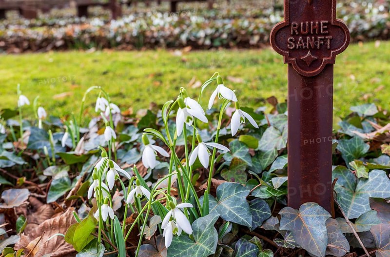 Snowdrops (Galanthus) blooming on a grave, war graves at the Trinitatisfriedhof Riesa, Saxony, Germany, Europe