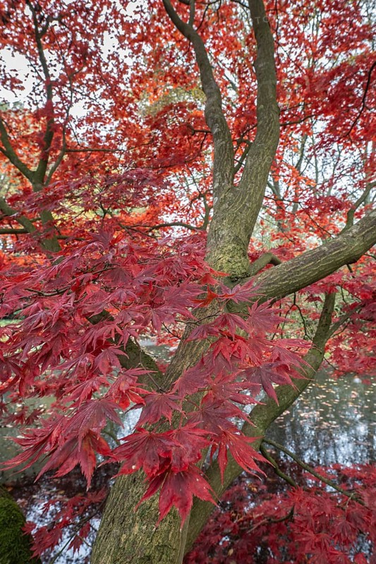 Japanese fan maple (Acer palmatum Trompenburg), autumn colours, Emsland, Lower Saxony, Germany, Europe