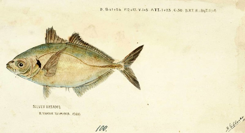 Yellowfin trevally, Pseudocaranx dentex, White trevally, fish, reproduction of an original, by Frank Edward Clarke (b. 1849, d. 1899), ichthyologist and scientific draughtsman