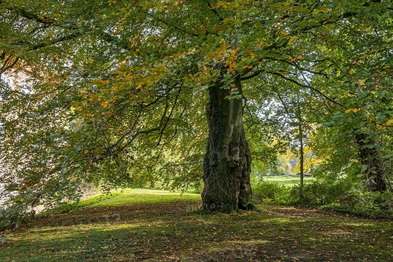 Large tree with dense autumn leaves in a quiet, shady forest, Münsterland, North Rhine-Westphalia, Germany, Europe
