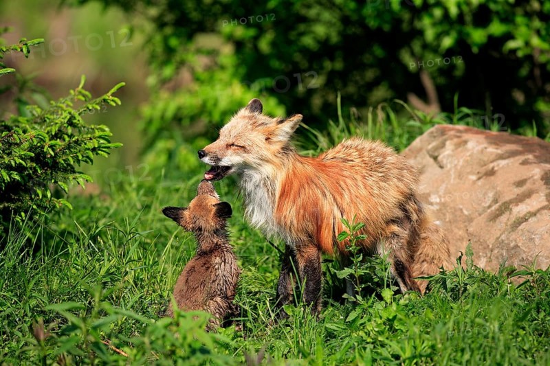 Red fox (Vulpus fulva), mother, young animal, social behaviour, Minnesota, USA, North America
