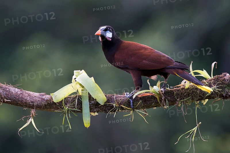 Montezuma's forehead bird (Gymnostinops montezuma), Costa Rica, Central America