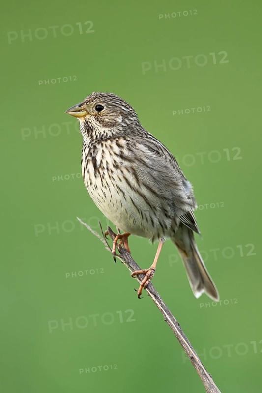 Corn bunting (Emberiza calandra, Miliaria calandra), sitting on a branch, Lake Neusiedl National Park, Seewinkel, Burgenland, Austria, Europe