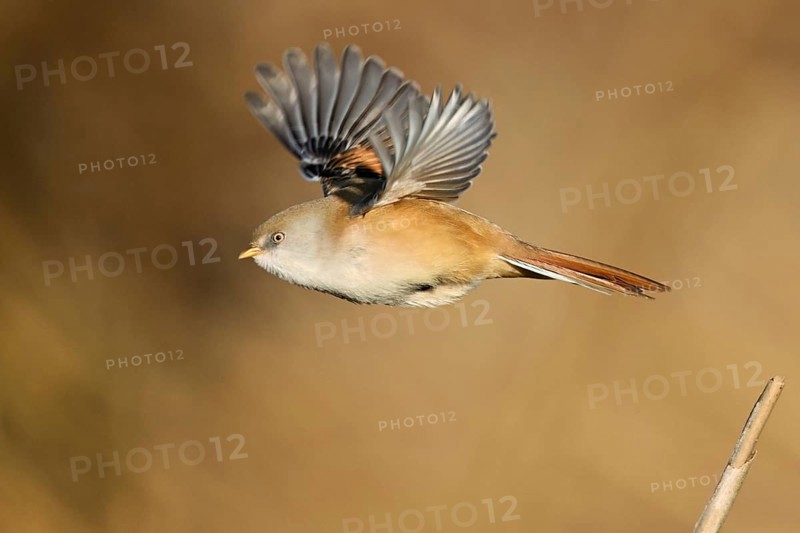 Bearded Tit (Panurus biarmicus), female taking off from reeds, Klingnauer Stausee, Canton Aargau, Switzerland, Europe