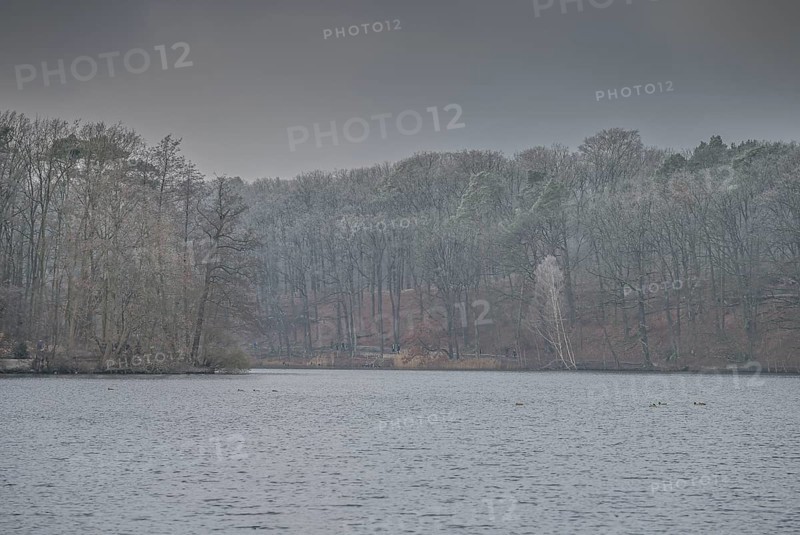 Grey weather, trees, wintry Schlachtensee, Steglitz-Zehlendorf, Berlin, Germany, Europe