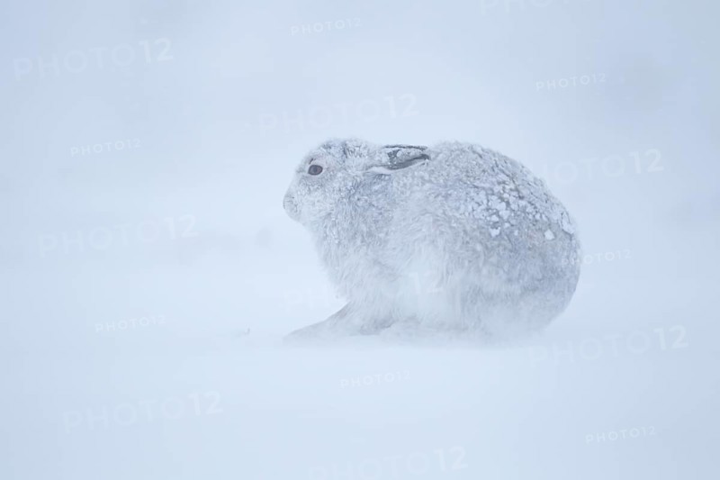 Mountain hare (Lepus timidus) adult animal in its winter coat resting on a snow covered mountain side in a blizzard, Cairngorm mountains, Scotland, United Kingdom, Europe