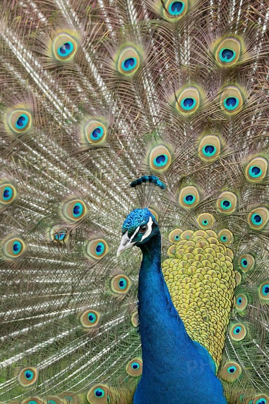 Indian peafowl or Peacock (Pavo cristatus) adult male bird displaying showing its tail feathers, England, United Kingdom, Europe
