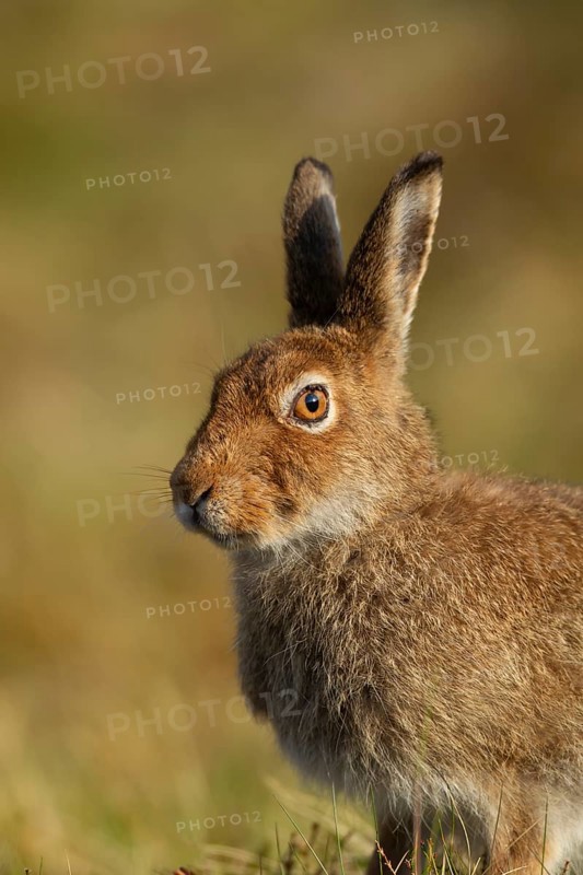 Mountain hare (Lepus timidus) adult animal in its summer coat on a hillside, Cairngorm mountains, Scotland, United Kingdom, Europe