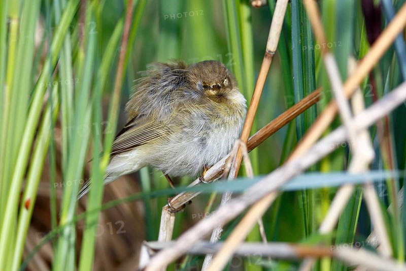 Chiffchaff or willow warbler (Phylloscopus collybita), sleeping animal in the biotope, Flusslandschaft Peenetal nature park Park, Mecklenburg-Western Pomerania, Germany, Europe