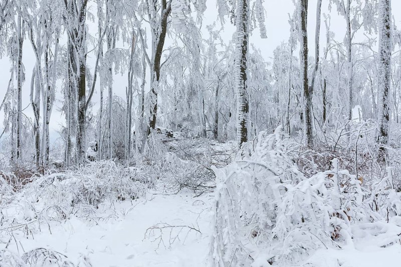 Winter landscape on the summit of the Czorneboh, trees thickly laden with snow and hoarfrost, fallen branches due to snowfall, Lusatian Mountains, Upper Lusatia, Saxony, Germany, Europe
