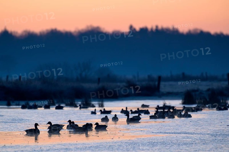 White-fronted Goose (Anser albifrons), at roost, in front of sunrise, dusk, morning, Dingdener Heide Nature Reserve, North Rhine-Westphalia, Germany, Europe