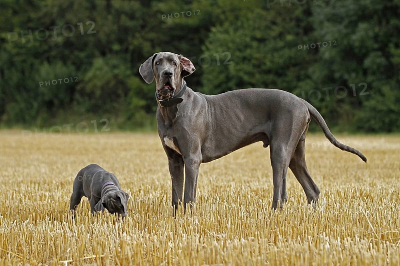 Great Dane