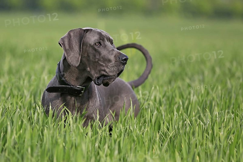 Great Dane