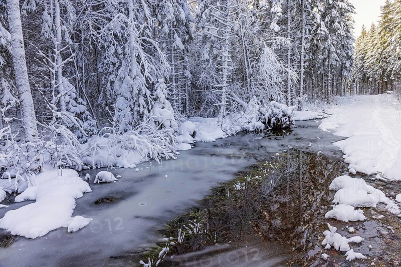 Frozen water puddle in a snowy spruce forest a cold winter day, Sweden, Europe