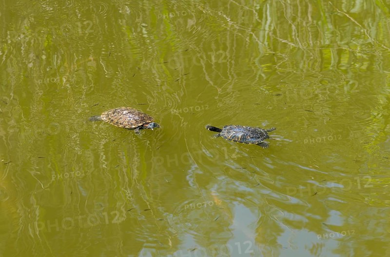 Two turtles swimming side by side in the water, turtles, Caspian turtle (Mauremys caspica), turtle lake Mavrobara, Chalkidiki, Halkidiki, Central Macedonia, Greece, Europe