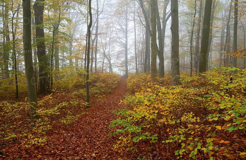 Path through near-natural deciduous forest in autumn with colourful leaves, copper beeches (Fagus sylvatica), fog in the forest, Hainich National Park, Thuringia, Germany, Europe