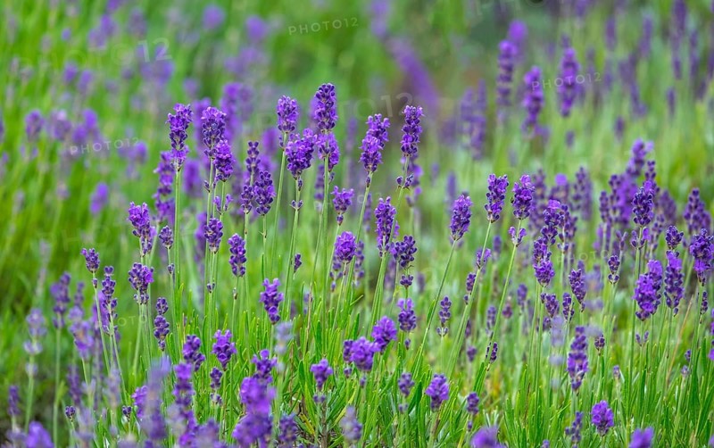 Lavender in bloom, North Rhine-Westphalia, Germany, Europe