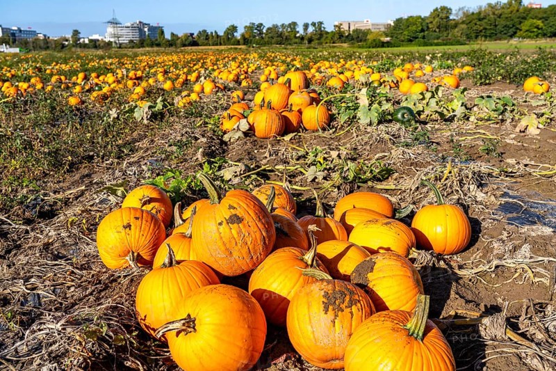 Pumpkin field, ripe pumpkins, shortly in front of harvest, near Neuss, North Rhine-Westphalia, Germany, Europe