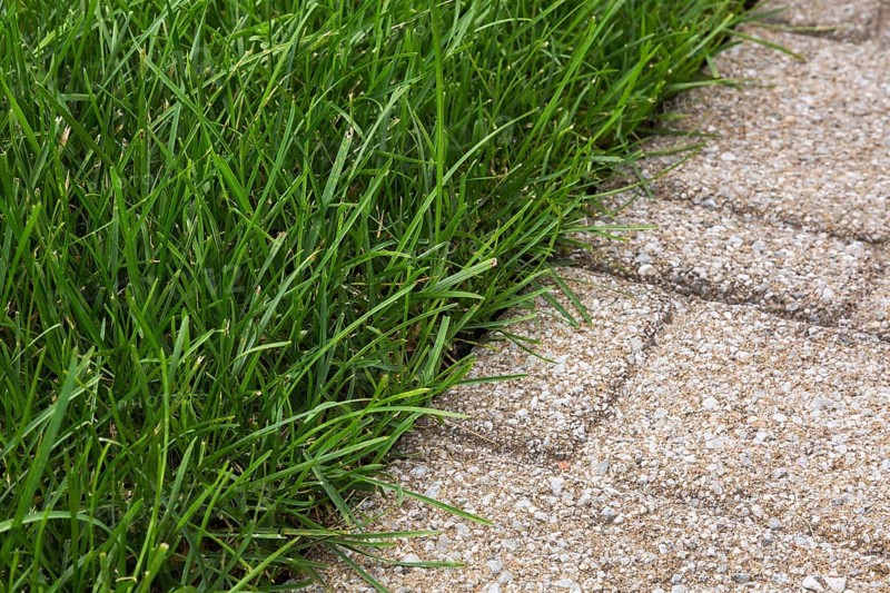 Close-up of Poa pratensis, Kentucky Bluegrass lawn edged with tan nuanced paving tiles in summer, Quebec, Canada, North America