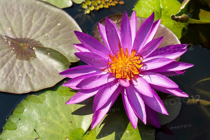 Hardy water lily (Nymphaea), Mrs Anderson, flowering, North Rhine-Westphalia, Germany, Europe