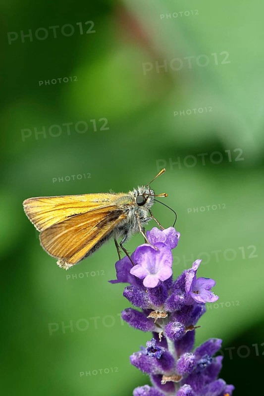 Large skipper (Ochlodes venatus), collecting nectar from a flower of Common lavender (Lavandula angustifolia), close-up, macro photograph, Wilnsdorf, North Rhine-Westphalia, Germany, Europe