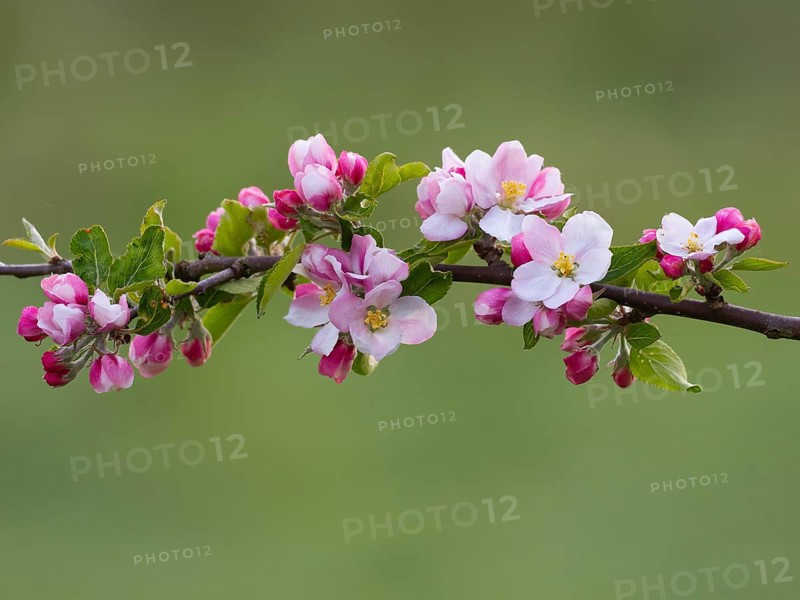 Apple blossom (Malus sp.) flowering along a branch of the tree, Hesse, Germany, Europe