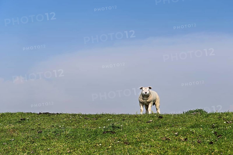 Domestic sheep (Ovis aries), lamb standing in a meadow, Texel, North Holland, Netherlands