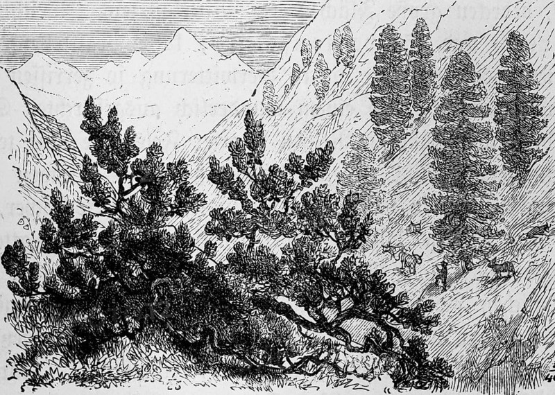 High mountain landscape with alpine vegetation with the shrubby dwarf pine (Pinus pumila) and Swiss stone pine (Pinus cembra), alpine pasture with cattle, travelling, Alps, historical illustration 1885
