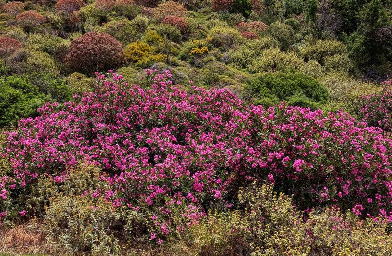 Oleander bush, Sarella peninsula near Plakias, south coast, Crete, Greece, Europe