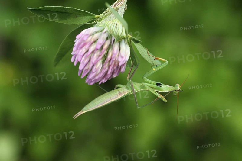 European mantis (Mantis religiosa) lurking, Hungary, Europe, Hungary, Europe